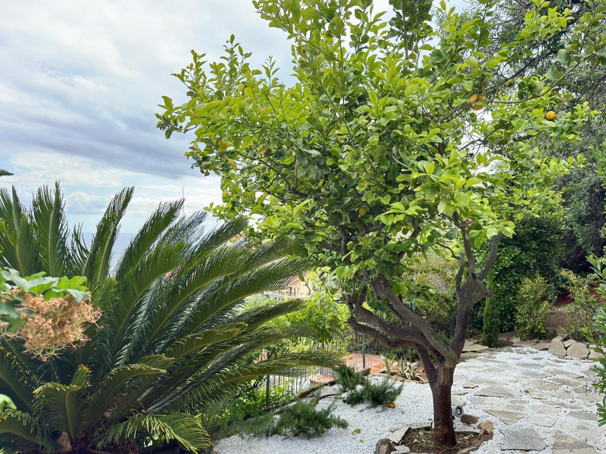 Villa Cielo Costarainera Buitenkant foto